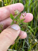 Trifolium hydrophilum