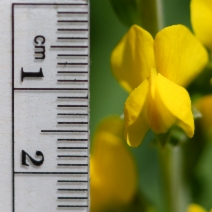 Thermopsis gracilis