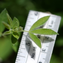 Thermopsis gracilis