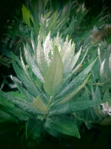 Artemisia suksdorfii