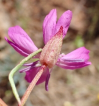 Clarkia biloba ssp. biloba