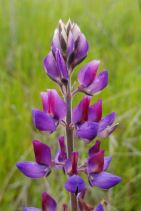 Lupinus succulentus