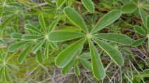 Lupinus succulentus