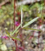 Trifolium willdenovii