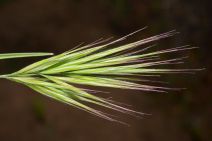 Bromus madritensis ssp. rubens