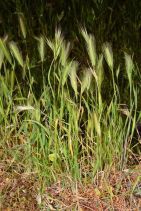 Hordeum murinum