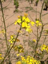 Erysimum capitatum var. angustatum