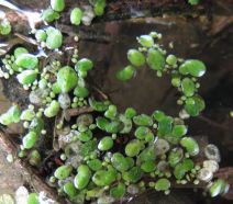 Wolffiella lingulata