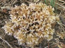 Aphyllon californicum ssp. jepsonii