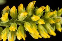 Melilotus indicus