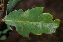 Quercus douglasii