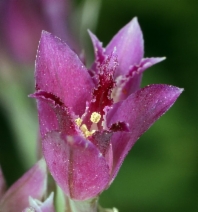 Allium crispum