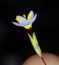 Leptosiphon ambiguus