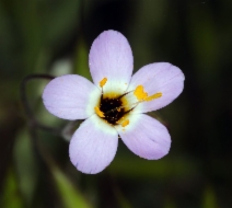 Leptosiphon ambiguus