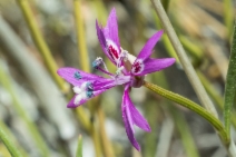 Clarkia xantiana ssp. parviflora - Calflora