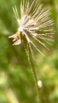 Microseris elegans