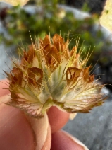 Trifolium cyathiferum