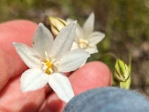 Triteleia peduncularis