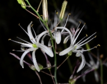 Chlorogalum pomeridianum var. divaricatum