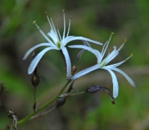 Chlorogalum pomeridianum var. divaricatum