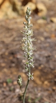Hastingsia serpentinicola