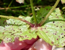 Erythranthe grandis - Calflora