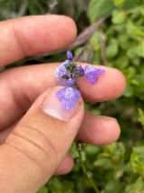 Linaria canadensis