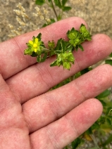 Drymocallis glandulosa var. reflexa
