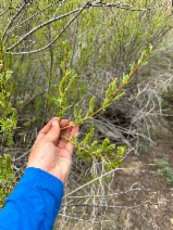Salix lutea