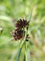 Juncus phaeocephalus var. phaeocephalus