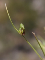 Isolepis carinata