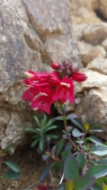 Penstemon newberryi var. sonomensis