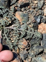 Lomatium engelmannii
