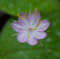 Lysimachia latifolia