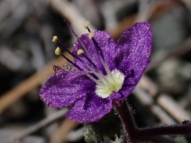 Phacelia greenei