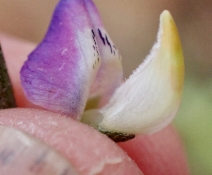 Lupinus truncatus