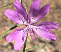 Clarkia biloba ssp. biloba