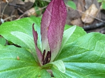 Trillium chloropetalum