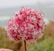 Eriogonum parvifolium