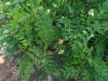 Lathyrus delnorticus