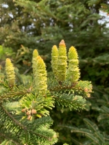 Abies grandis
