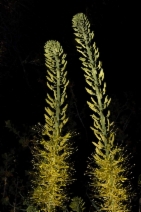 Stanleya pinnata