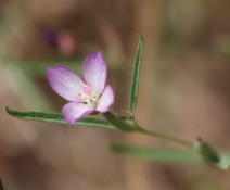 Clarkia affinis