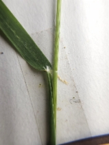 Trisetum canescens