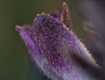 Aphyllon californicum ssp. californicum