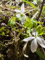 Anemone lyallii