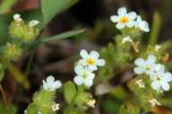 Plagiobothrys undulatus