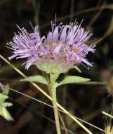 Monardella villosa ssp. villosa