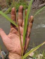 Phragmites australis