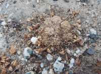 Trifolium suffocatum